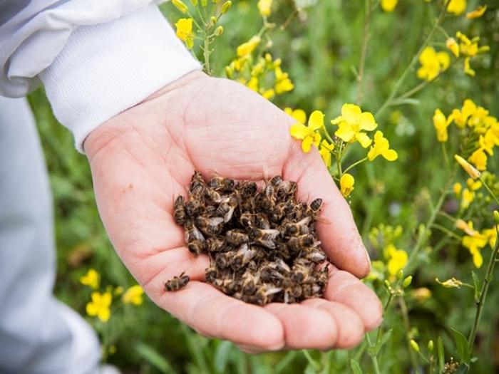 Bienenkot