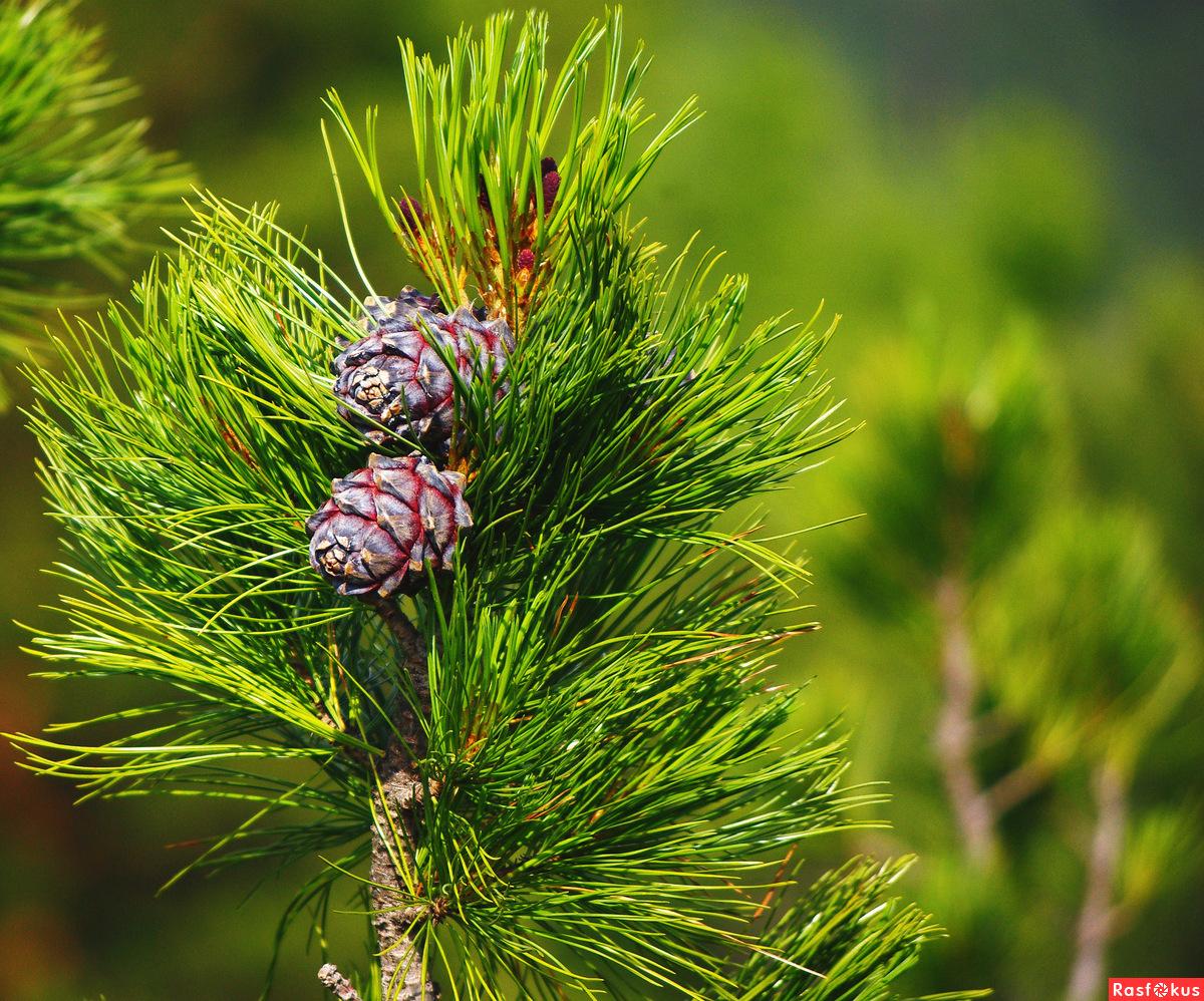 Siberian cedar dacha