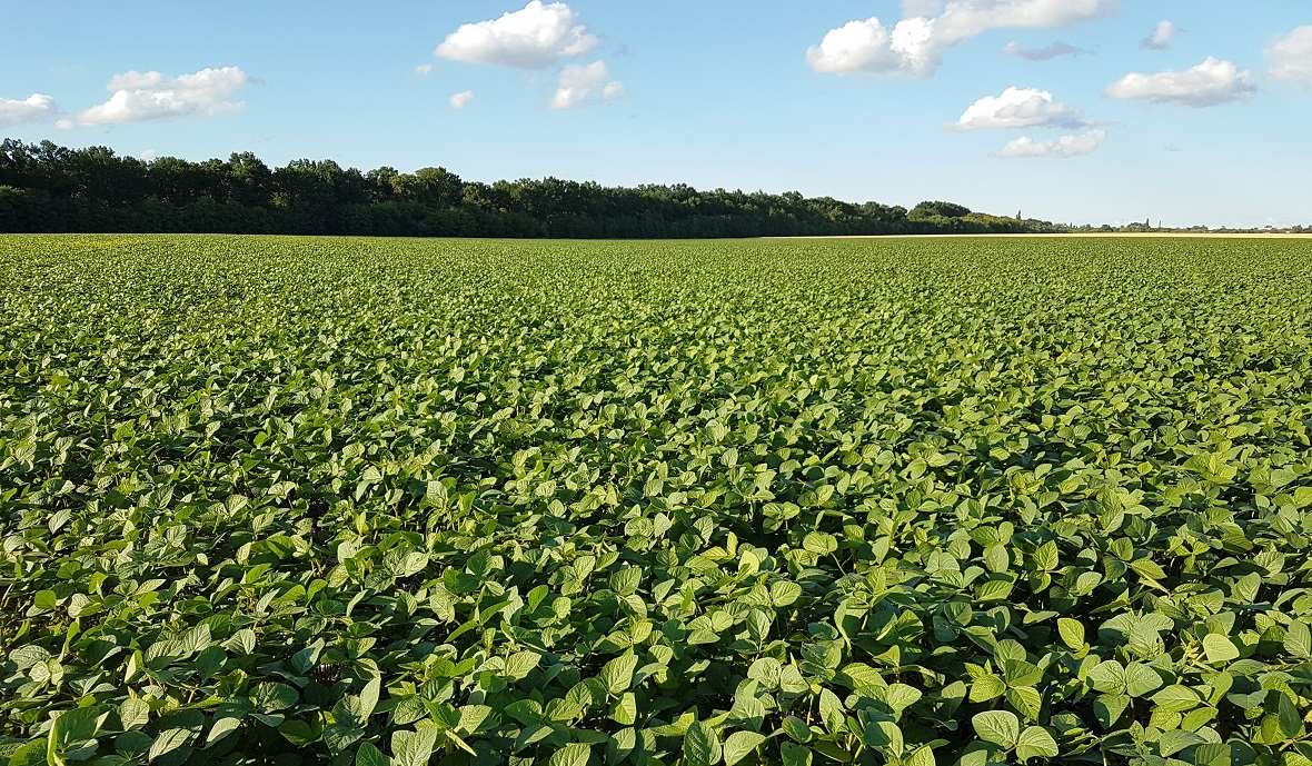 soybean field