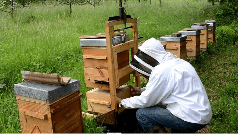 Japanisches Bienenstockfoto