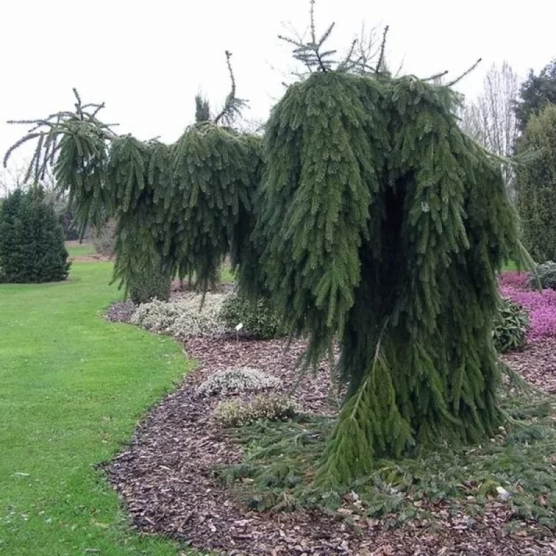 Serbische Fichte Pendula-Baum