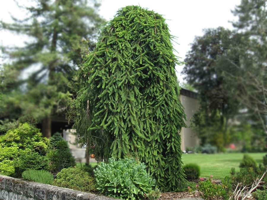 Abeto vermelho com uma coroa chorosa no jardim