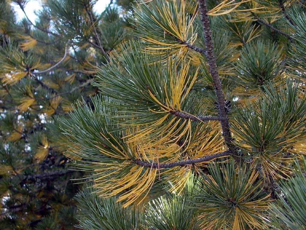 pine needles turn yellow