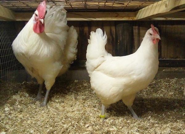 Poulets de Bresse Gali