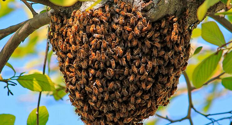Taranova metoda proti rojení včel