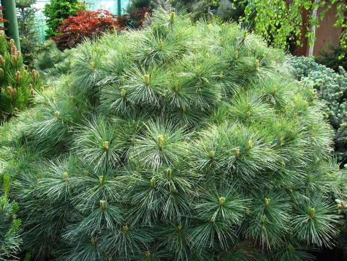 Weymouth pine minima dacha