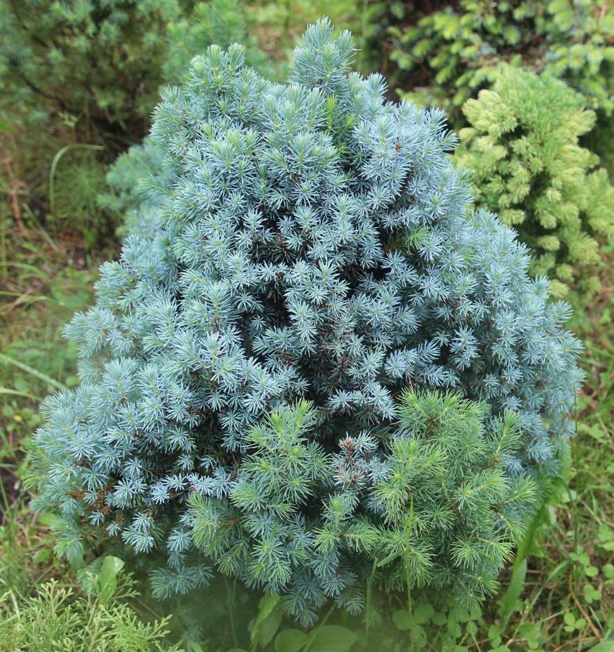 Árvore Azul Sanders Spruce Canadense