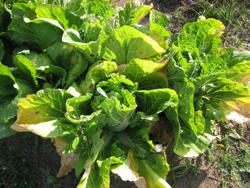 yellow cabbage leaves in open ground