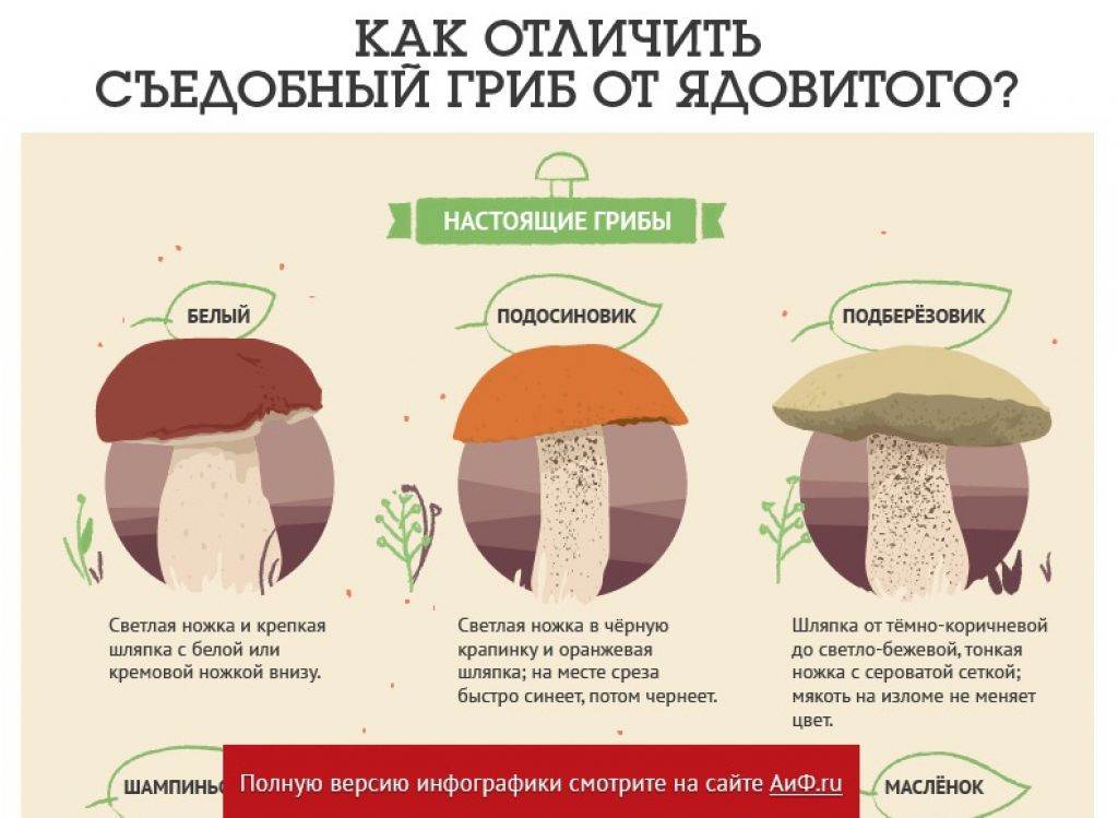 Jak rozeznat jedlou houbu od jedovaté nejedlé, foto