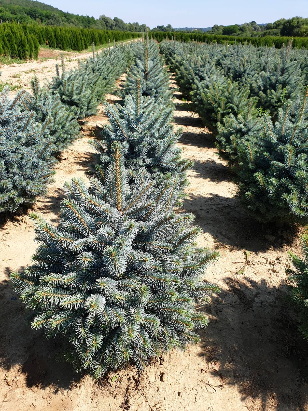 Smrk Glauca Arizona 