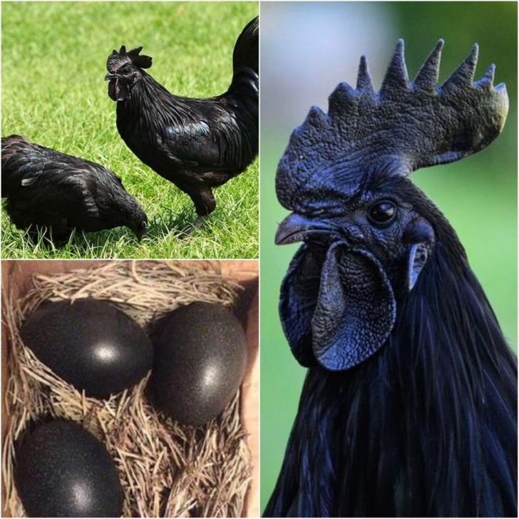 Black rooster (Indonesian)