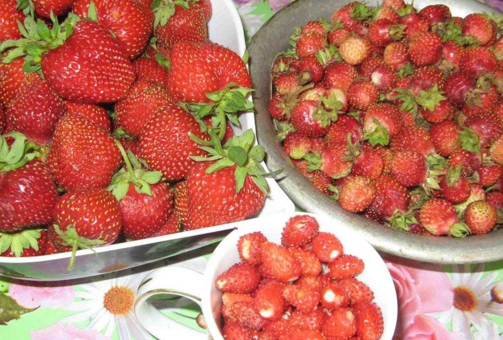 Was sind die Unterschiede zwischen Erdbeeren und Erdbeeren?