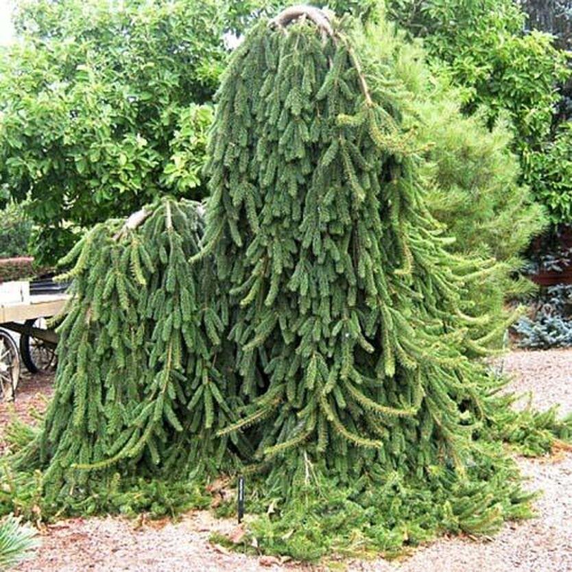 Serbyo spruce variety na Pendula