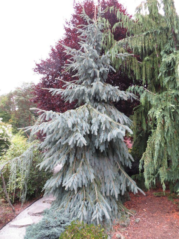 Engelman spruce