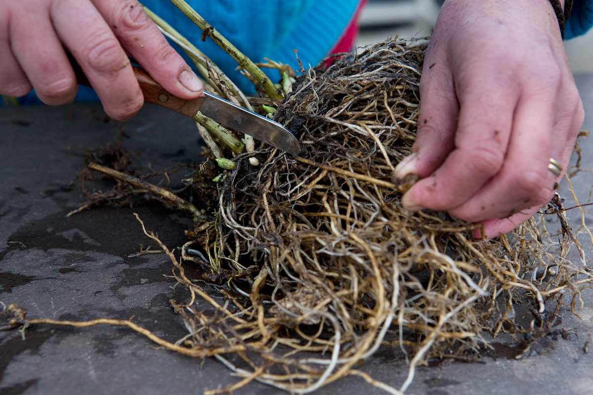 phlox transplant