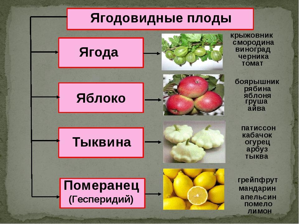 Was sind die Unterschiede zwischen Beeren und Früchten? Foto