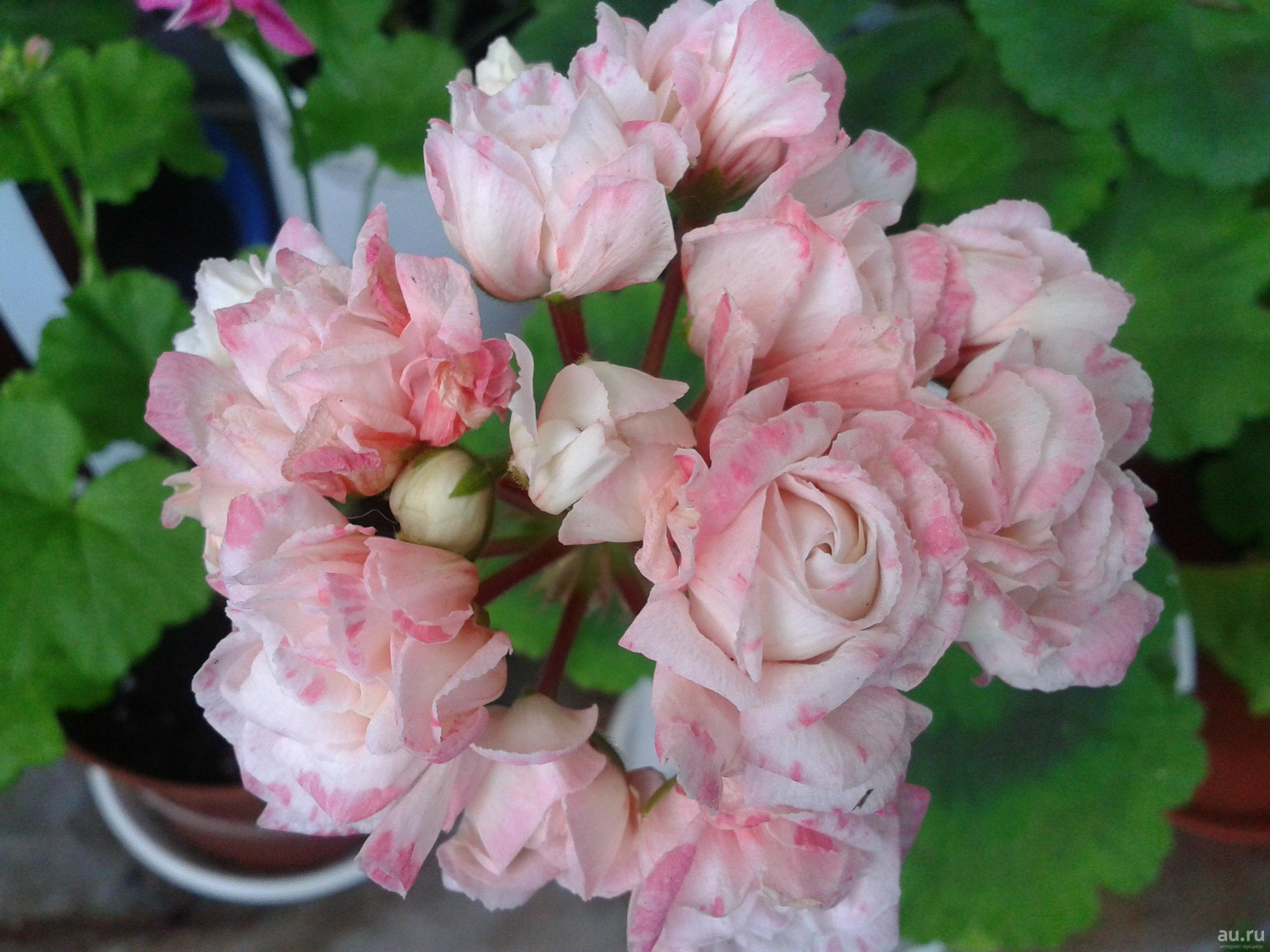 Popis pelargonium variety Denise, pravidla pěstování a péče, rozmnožování