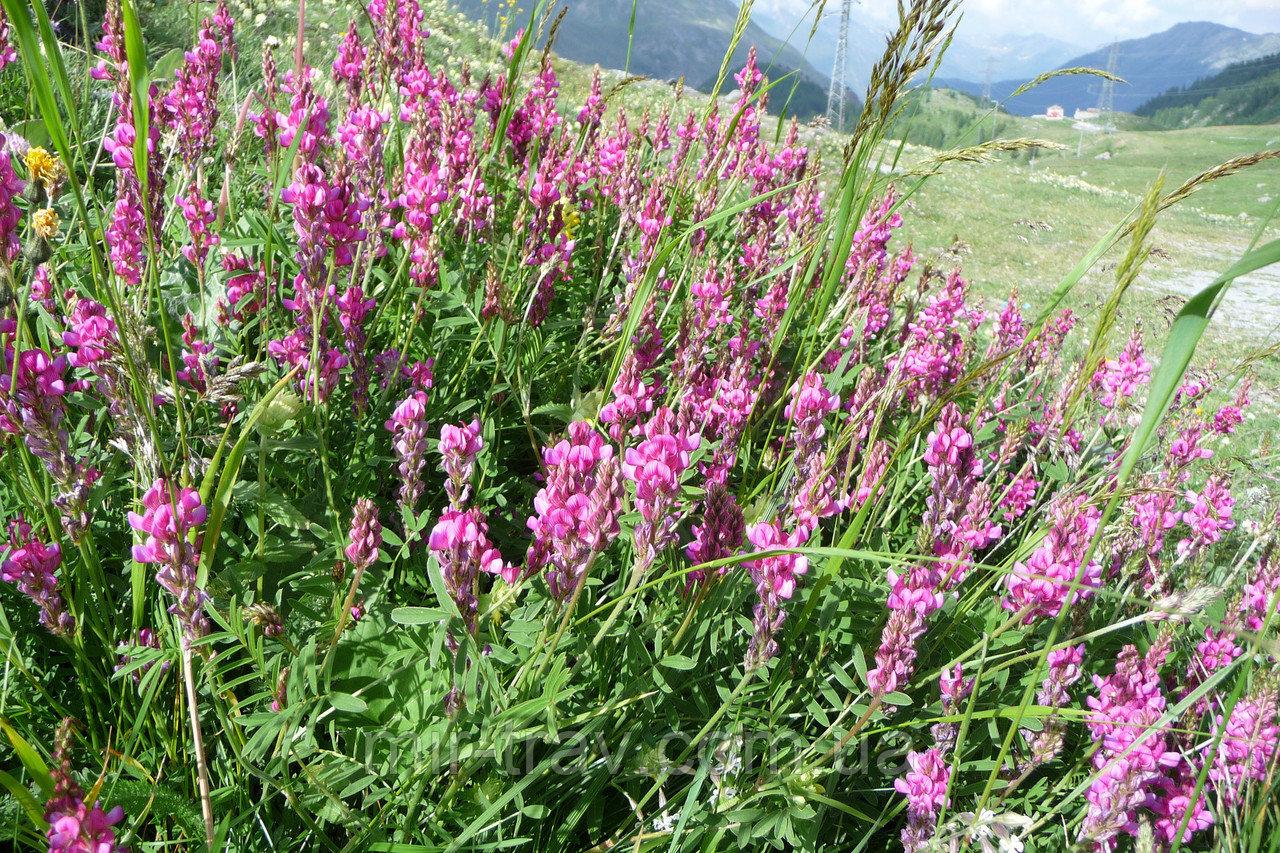 sandig sainfoin