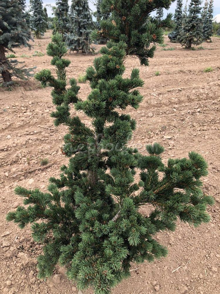 Lucky Strike tree