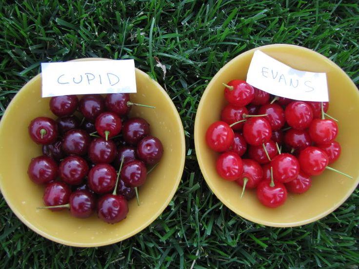 Qual é a diferença entre cerejas e cerejas doces na aparência?