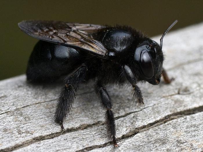 große schwarze Biene