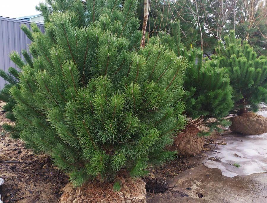 Mountain Pine Uncinata