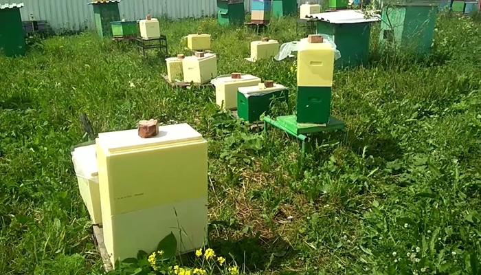 l'apiculture dans la région de Léningrad