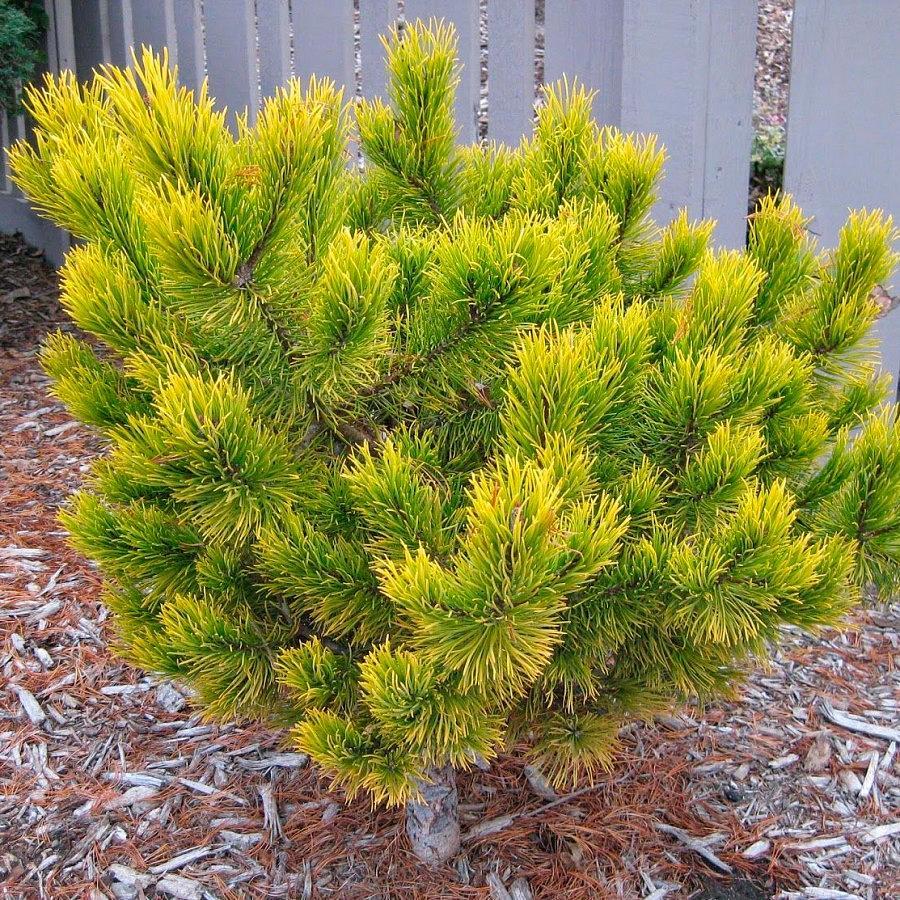 Pine variety Winter Gold