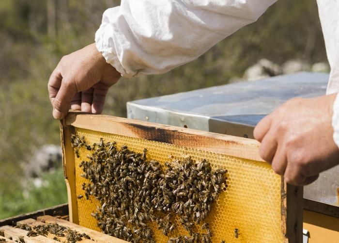 kalendář včelařů