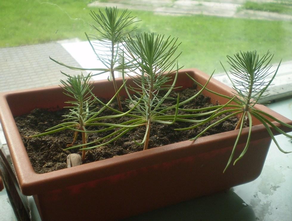 Growing spruce from seed photo