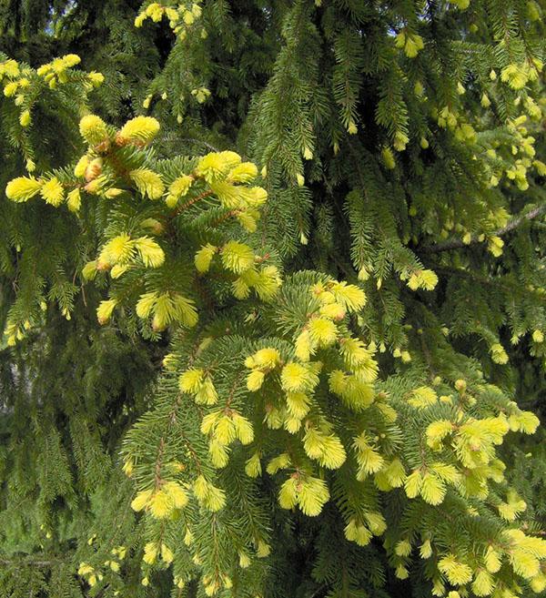 Odrůda smrku Aurea tree