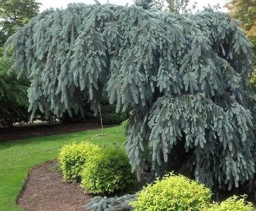 Glauca Pendula fotó