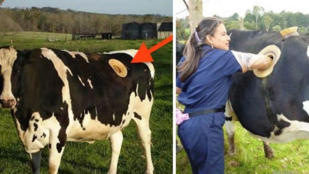 vache avec un trou sur le côté