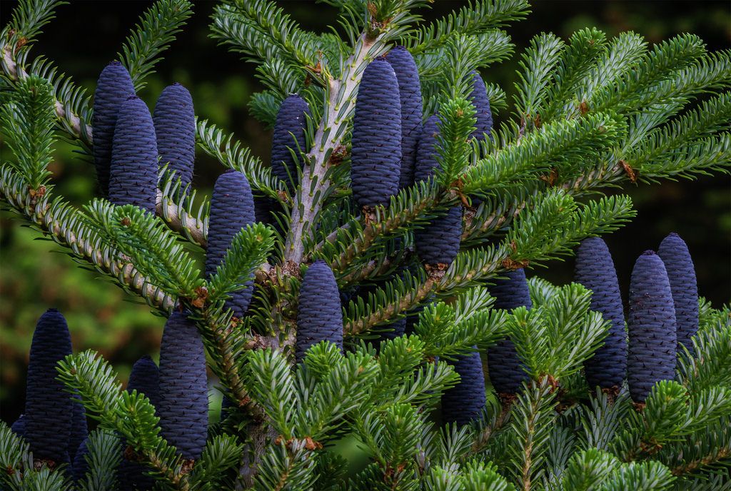 kuusi violeteilla käpyillä dacha