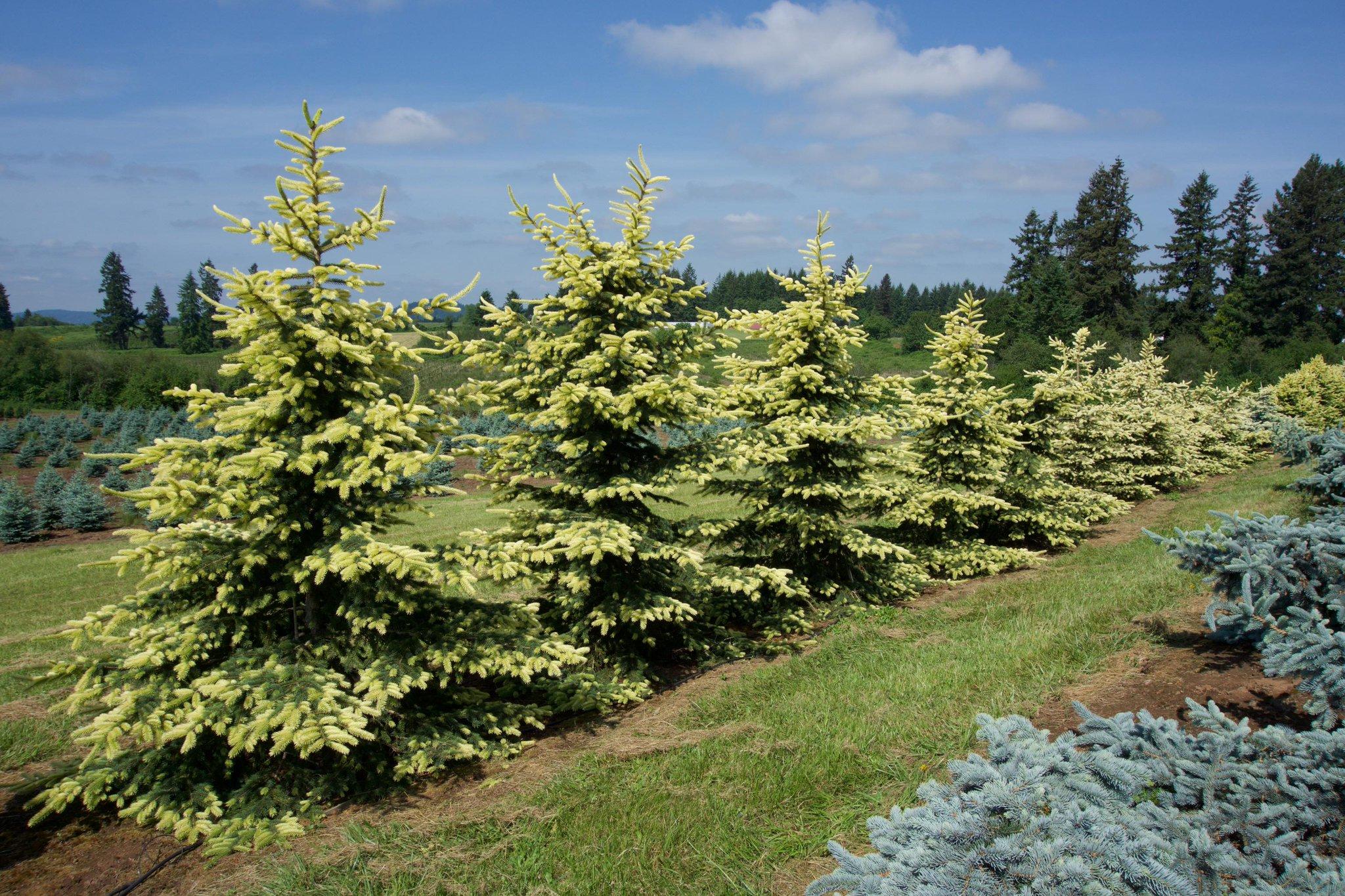 Prickly spruce Maygold planting