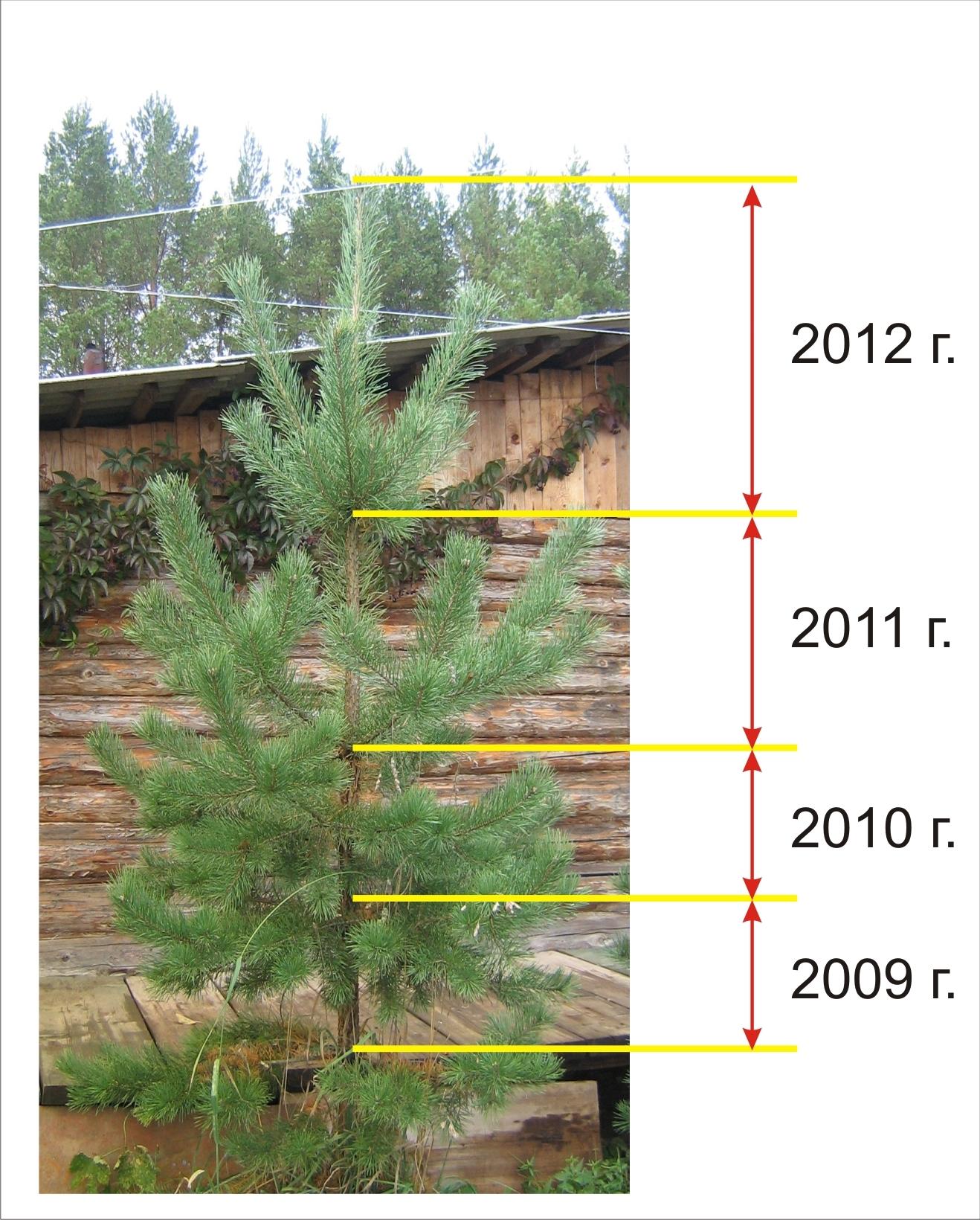 Колко години расте бор? снимка