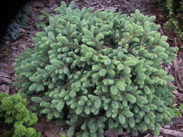 Black spruce Nana tree