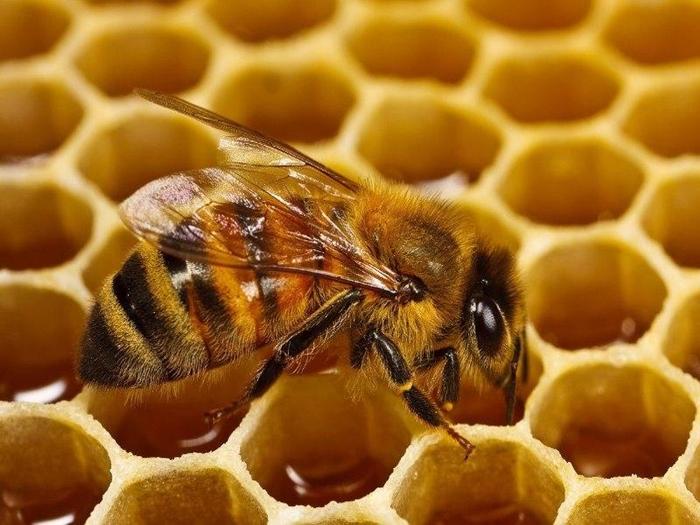 comment les abeilles fabriquent du miel