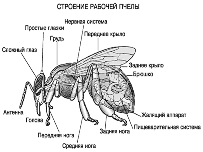 egy méh szerkezete