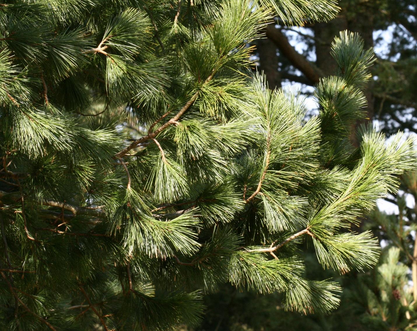 Rumelian pine branches