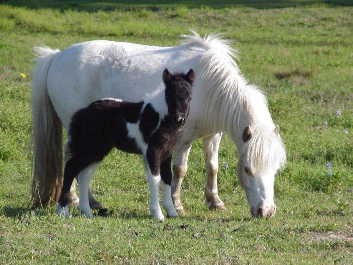 Newfoundland pony