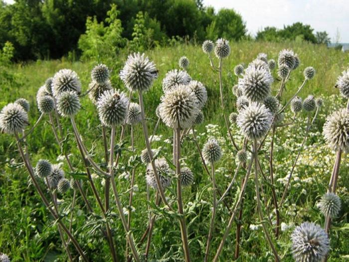 pallopäinen Echinops