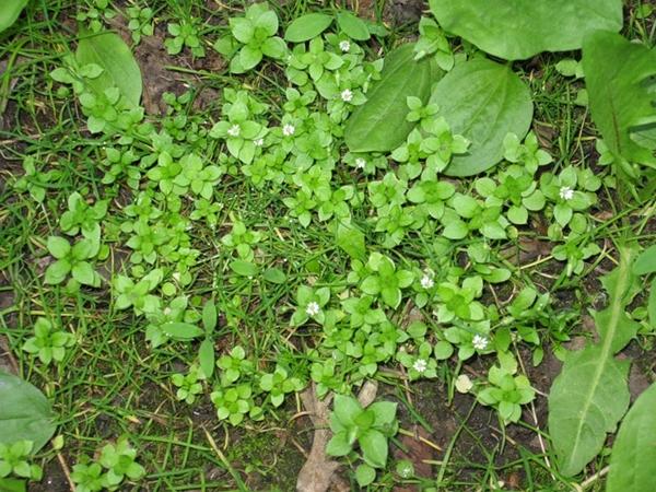 chickweed herb medicinal properties