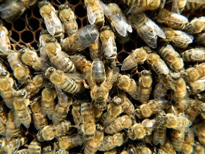 transferring bees to a new hive in the fall