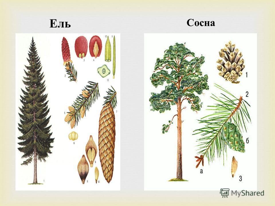 разлике смрче или бора