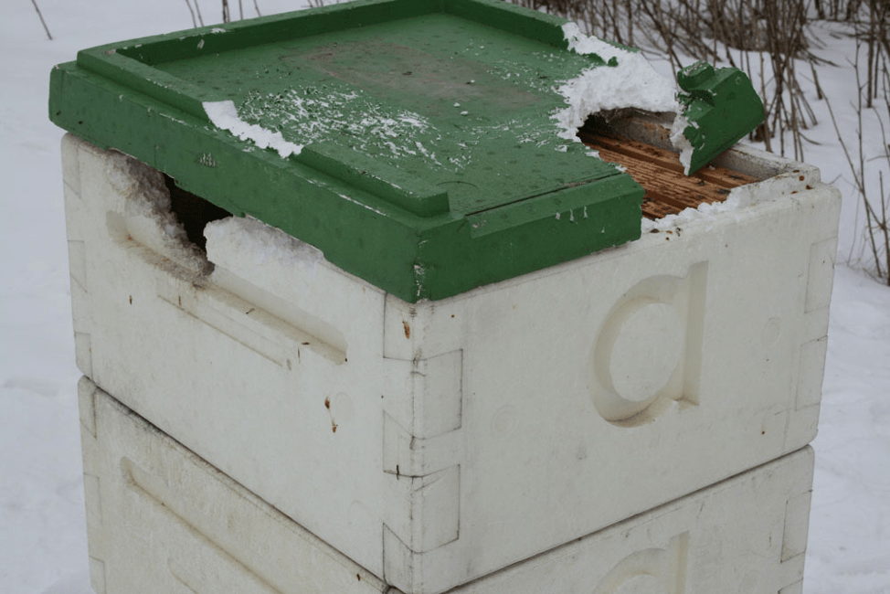 Hive made from polystyrene foam