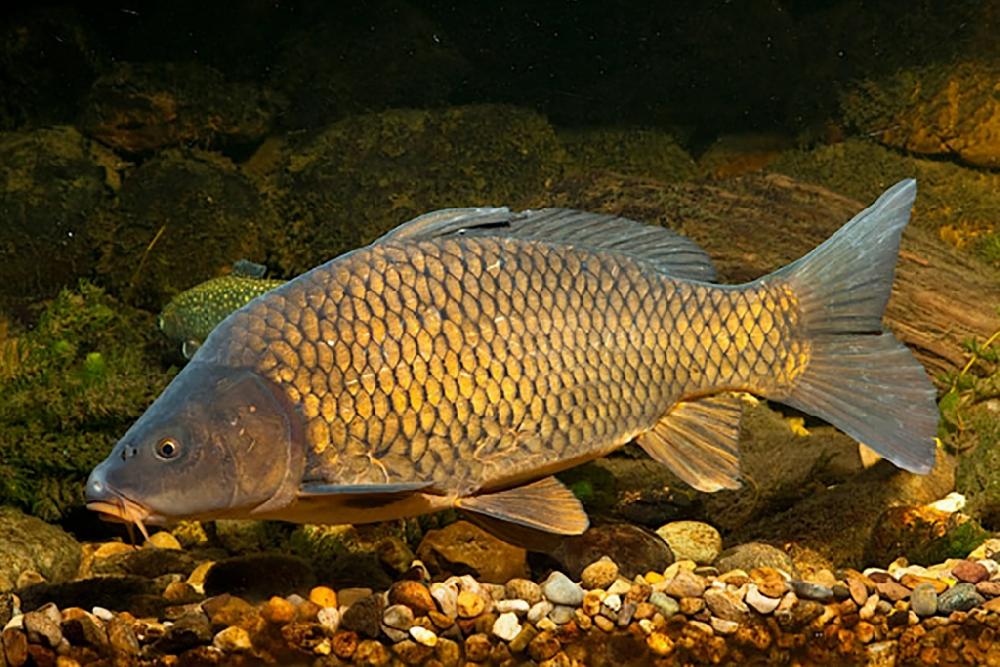 List and description of 39 predatory and herbivorous river fish, their features