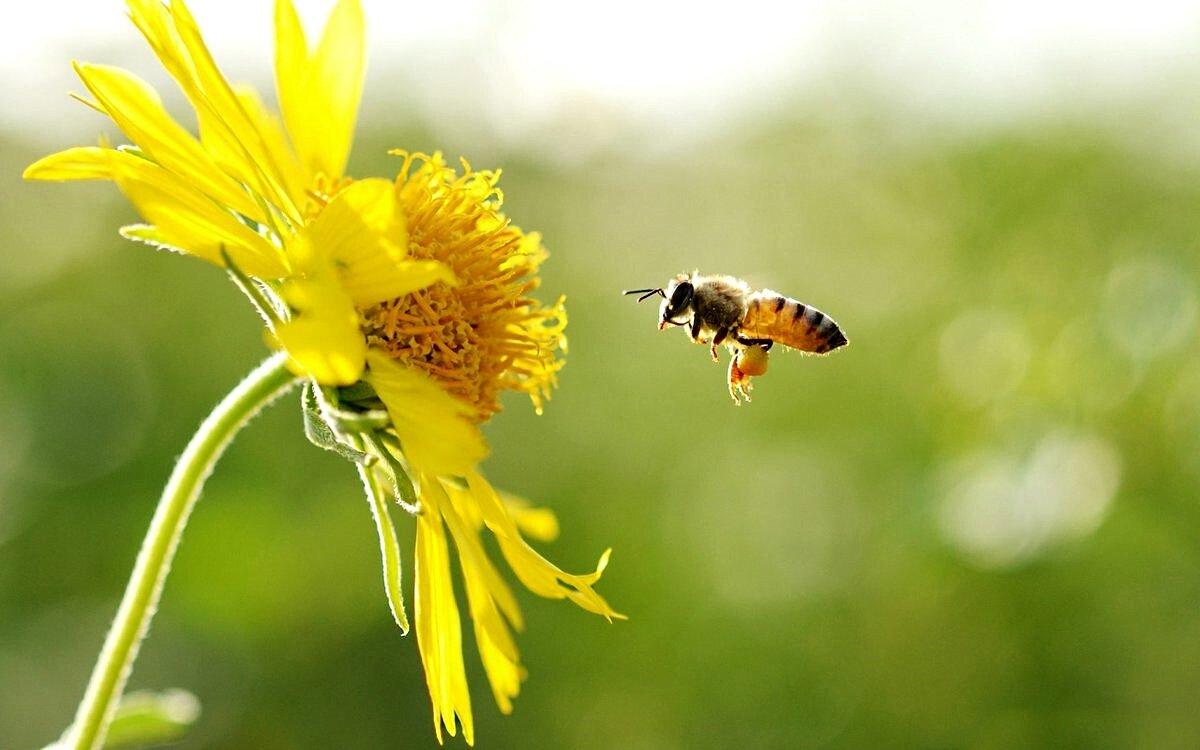 Bites vasaras foto