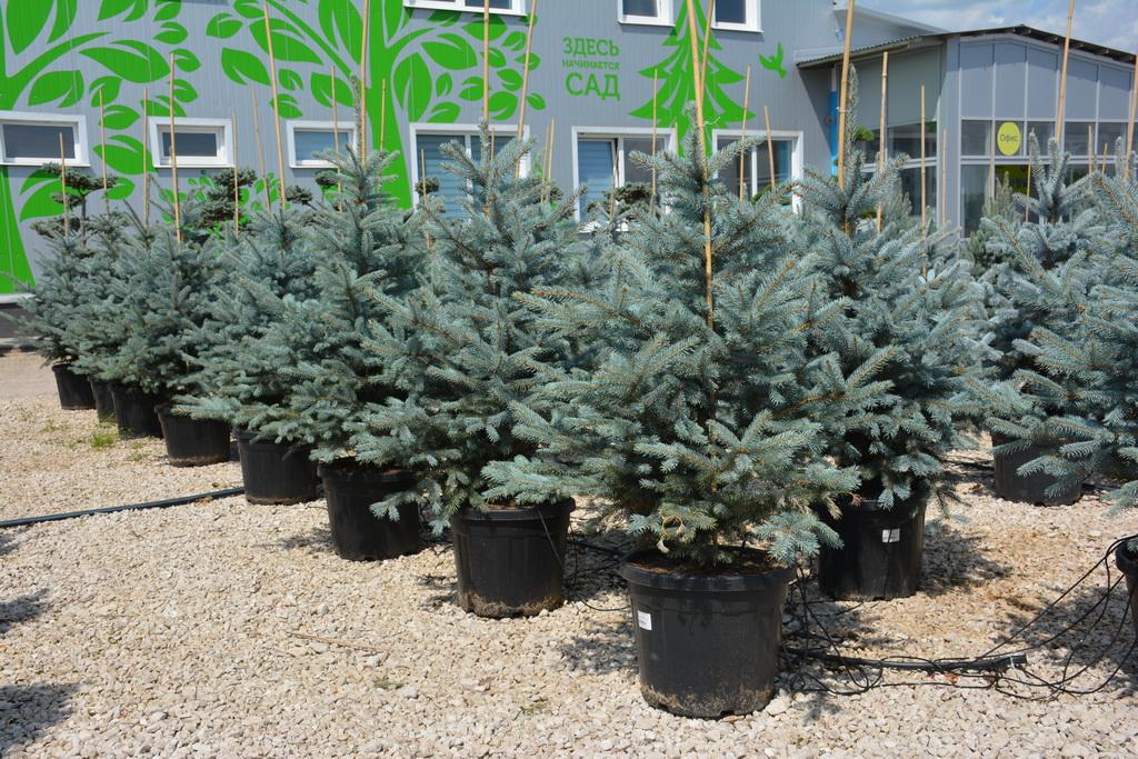 plant and grow blue spruce