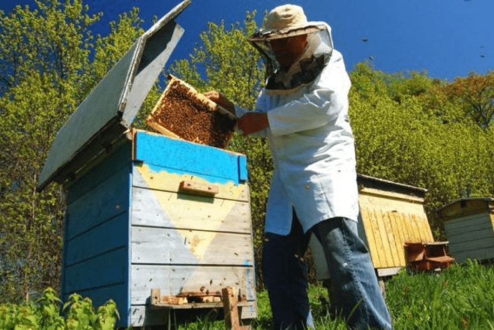 Bienenstockfoto